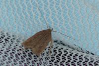 Helcystogramma triannulella