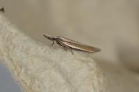 Pleurota aristella
