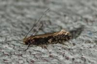 Monopis crocicapitella
