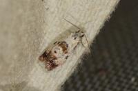 Neocochylis hybridella