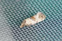 Neocochylis molliculana