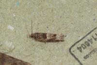 Crocidosema plebejana