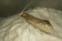Nematopogon adansoniella