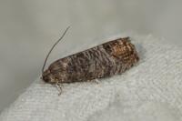 Cydia pomonella