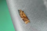 Ditula angustiorana