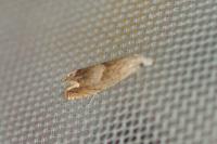 Eucosma conterminana