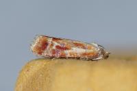 Rhyacionia buoliana