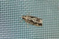 Zeiraphera isertana
