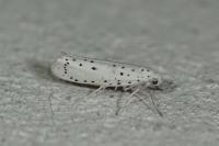 Yponomeuta