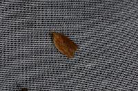 Clepsis consimilana