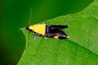 Oecophora bractella