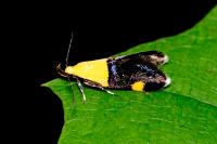 Oecophora bractella