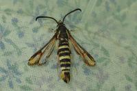 Bembecia iberica