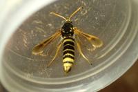 Paranthrene tabaniformis synagriformis
