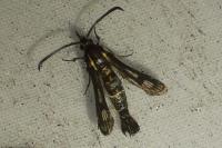 Chamaesphecia aerifrons