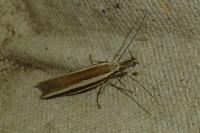 Pleurota aristella