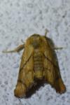 Apoda limacodes