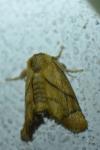 Apoda limacodes
