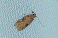 Agonopterix propinquella