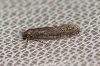 Elatobia fuliginosella