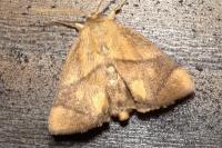 Apoda limacodes
