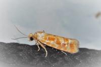 Rhyacionia buoliana