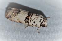 Epinotia dalmatana
