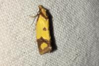 Agapeta zoegana