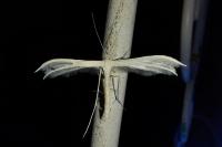 Pterophorus pentadactylus