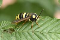 Sesia apiformis