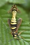 Sesia apiformis