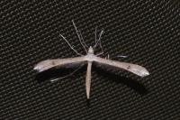 Stenoptilia
