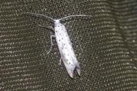 Yponomeuta irrorella