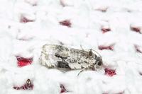 Celypha woodiana