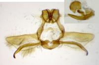 Cnephasia genitalana