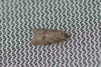 Cnephasia genitalana