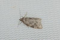 Cnephasia stephensiana