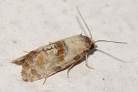 Neocochylis molliculana