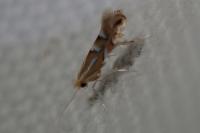 Phyllonorycter maestingella