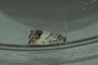 Cydia splendana