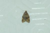 Epagoge grotiana