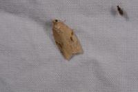 Clepsis consimilana