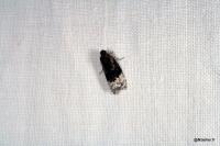 Apotomis betuletana