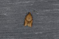 Clepsis consimilana