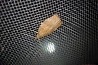 Pandemis heparana