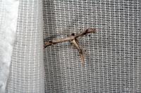 Oidaematophorus lithodactylus