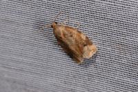 Archips xylosteana