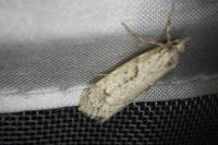 Diurnea fagella