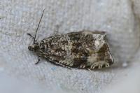 Celypha lacunana