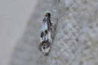 Lichenotinea pustulatella